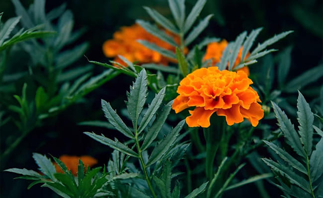 Why Marigolds are the Heart of Indian Festivals - Tradition, Symbolism & Science